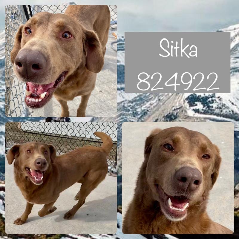 Sitka