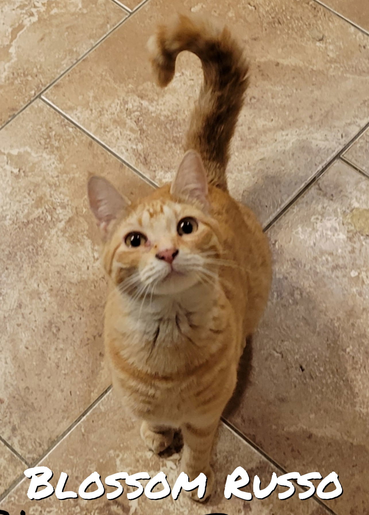 BLOSSOM RUSSO, an adoptable Domestic Short Hair, Tabby in Elgin, IL, 60123 | Photo Image 1