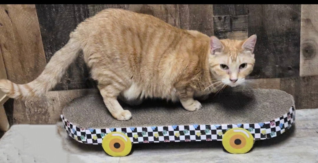 BLOSSOM RUSSO, an adoptable Domestic Short Hair, Tabby in Elgin, IL, 60123 | Photo Image 2