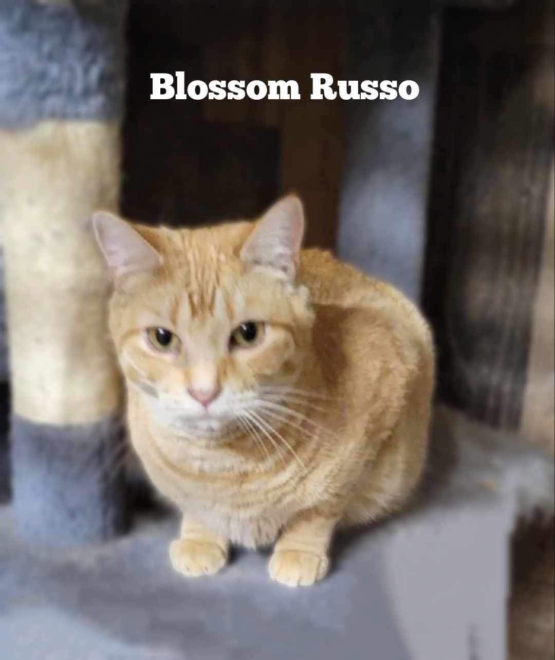 BLOSSOM RUSSO, an adoptable Domestic Short Hair, Tabby in Elgin, IL, 60123 | Photo Image 3