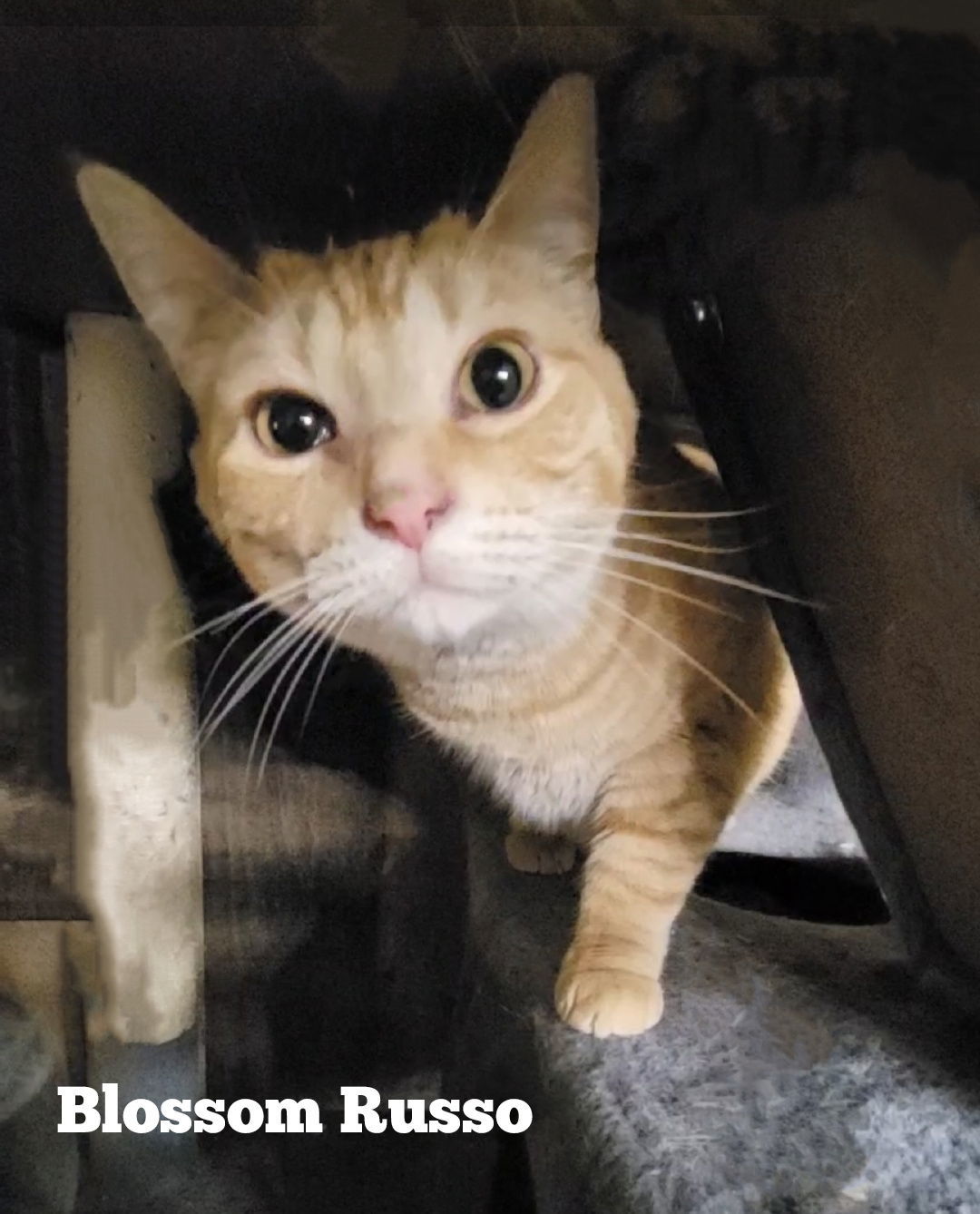 BLOSSOM RUSSO, an adoptable Domestic Short Hair, Tabby in Elgin, IL, 60123 | Photo Image 3