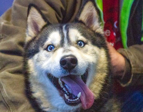 Dog for adoption - Thor, a Siberian Husky & Husky Mix in Harvard, IL ...