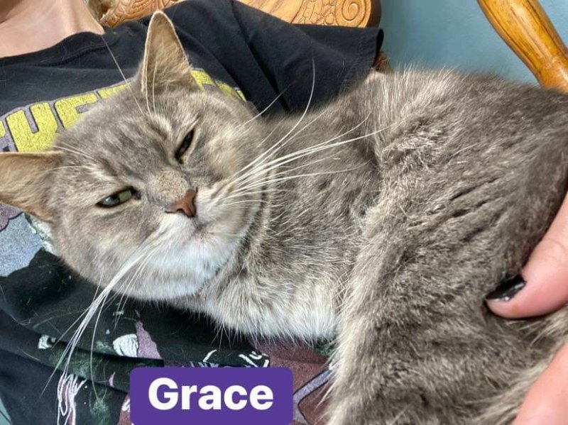 Grace, an adoptable Tabby, Domestic Short Hair in Mount Vernon, IN, 47620 | Photo Image 1