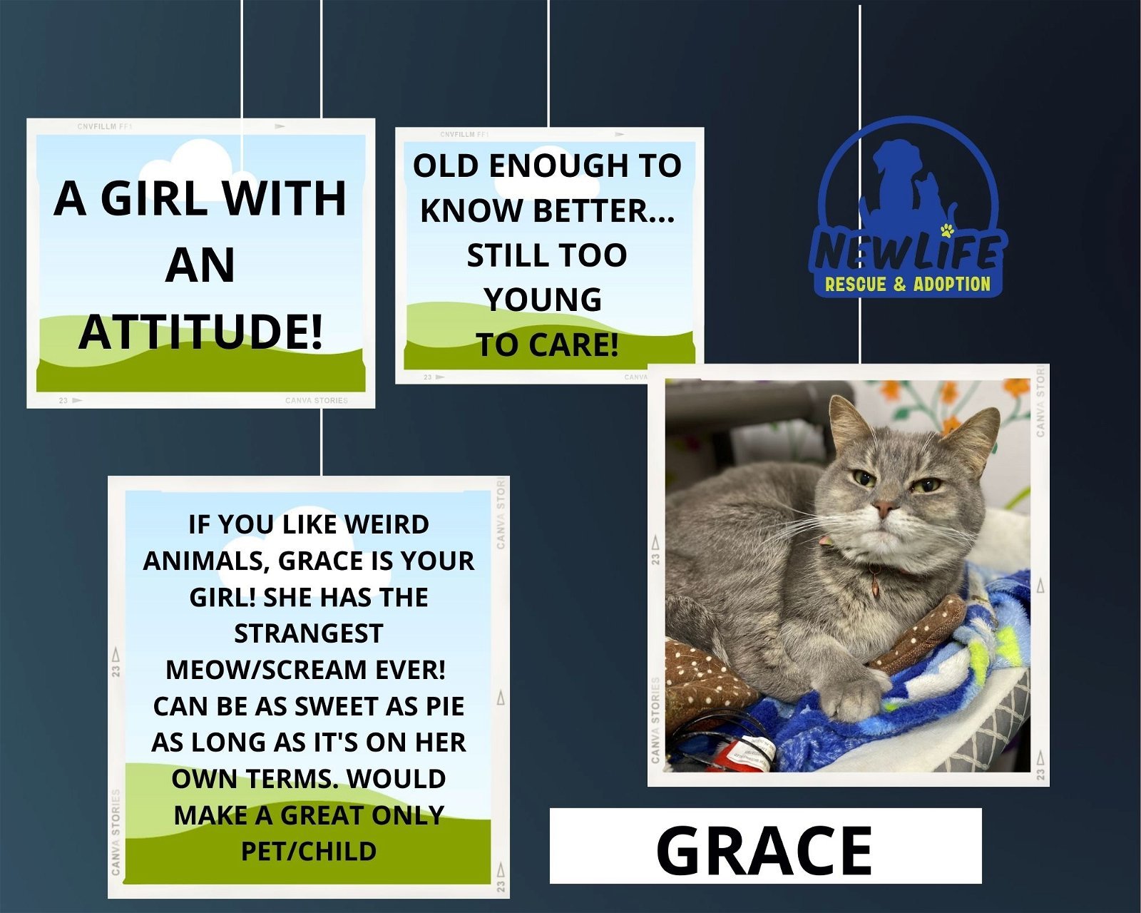 Grace, an adoptable Tabby, Domestic Short Hair in Mount Vernon, IN, 47620 | Photo Image 2