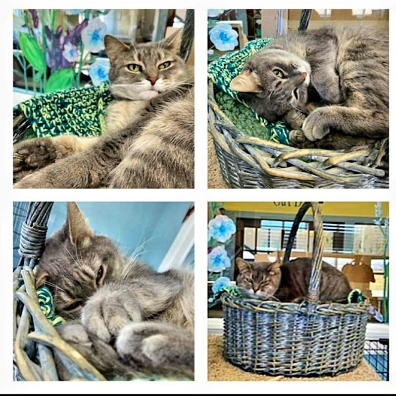 Grace, an adoptable Tabby, Domestic Short Hair in Mount Vernon, IN, 47620 | Photo Image 3
