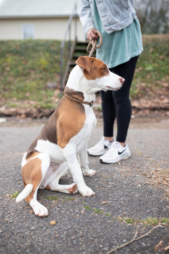 Rosalyn, an adopted Hound Mix in Milledgeville, GA_image-3