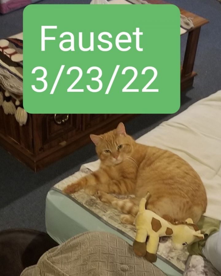 Fauset (Lori's foster) 3
