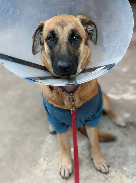 Dog for adoption - Addy, a Shepherd Mix in San Jose, CA | Petfinder