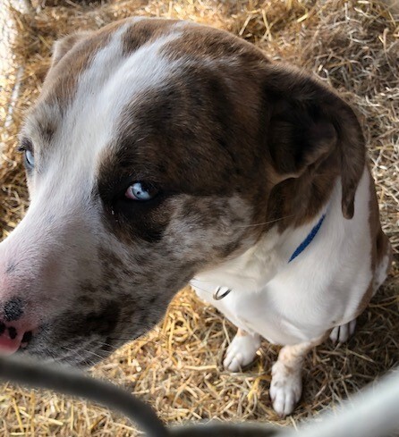 BLU, an adoptable Catahoula Leopard Dog, Pointer in Owensboro, KY, 42302 | Photo Image 4