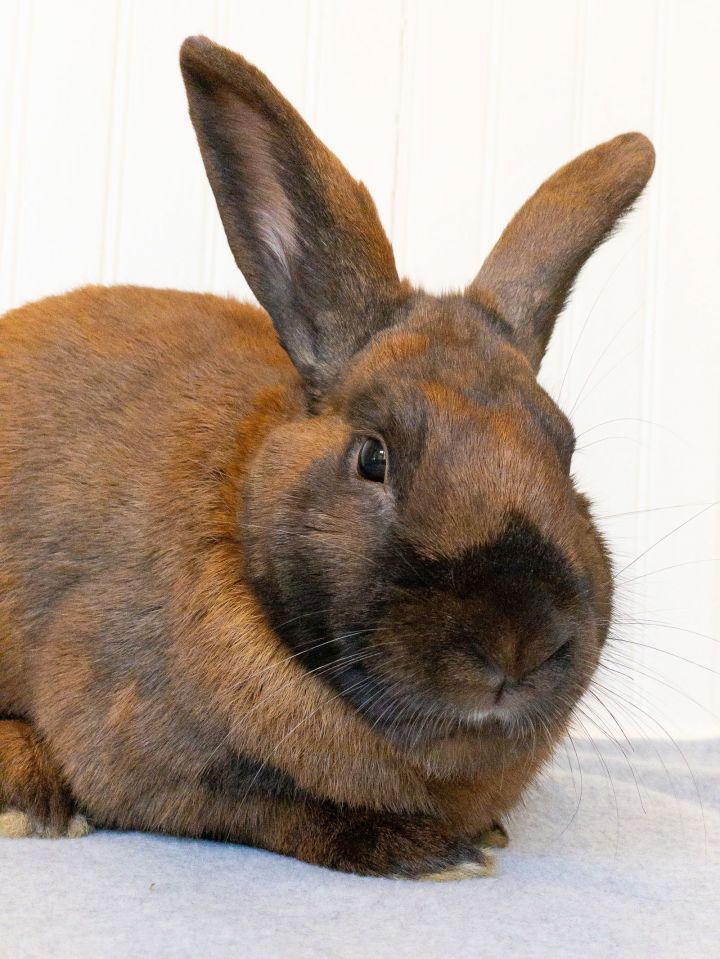 Rabbit for adoption Clint Eastwood, a Bunny Rabbit Mix in Southaven