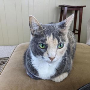 Paisley Domestic Short Hair Cat