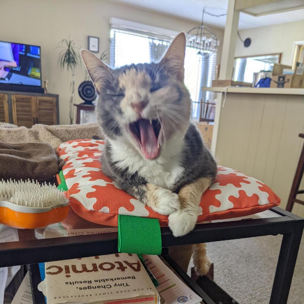 Paisley, an adoptable Domestic Short Hair in Los Angeles, CA, 90016 | Photo Image 2