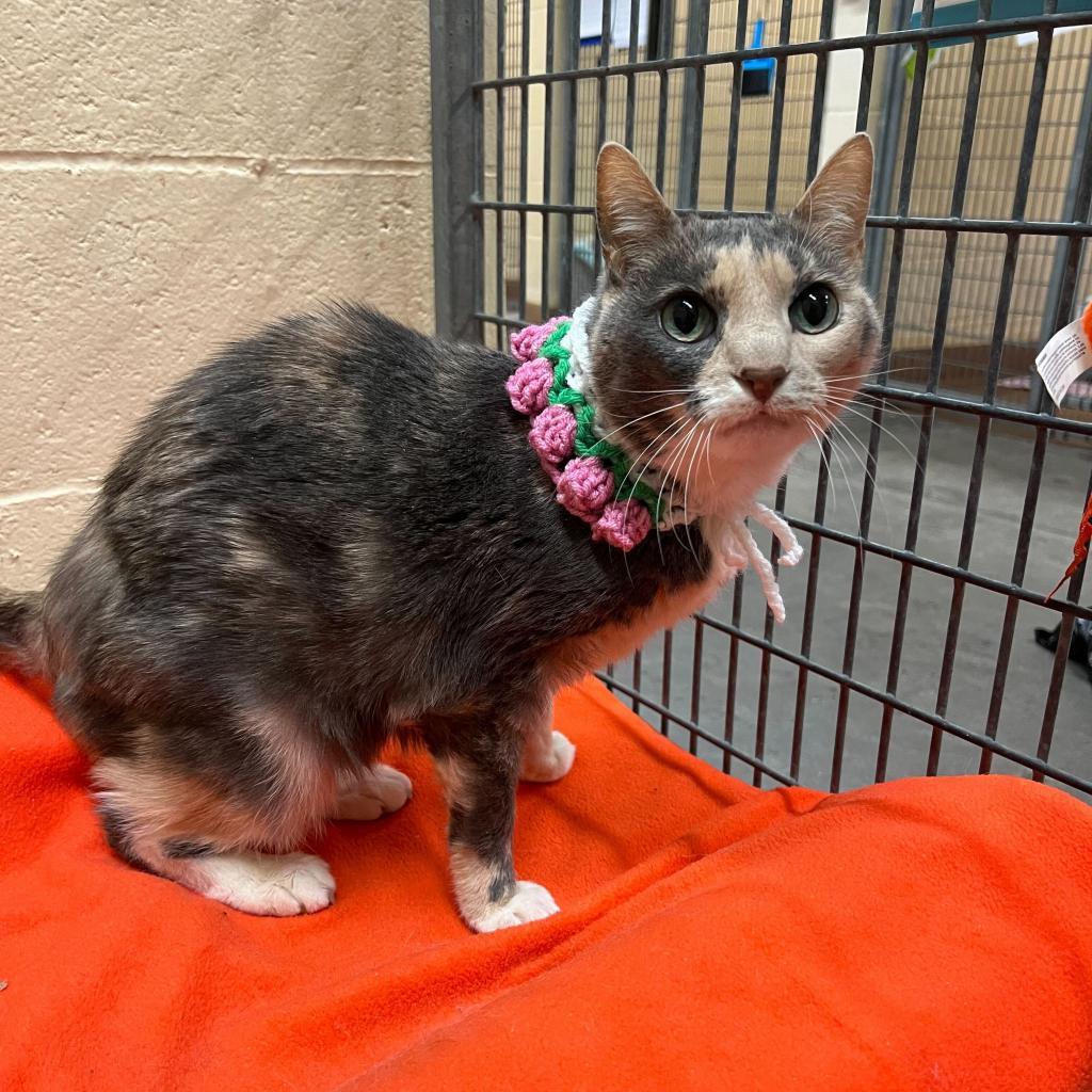 Paisley, an adoptable Domestic Short Hair in Los Angeles, CA, 90016 | Photo Image 3