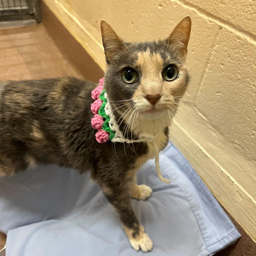 Paisley, an adoptable Domestic Short Hair in Los Angeles, CA, 90016 | Photo Image 4