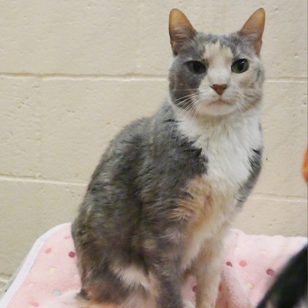 Paisley, an adoptable Domestic Short Hair in Los Angeles, CA, 90016 | Photo Image 5