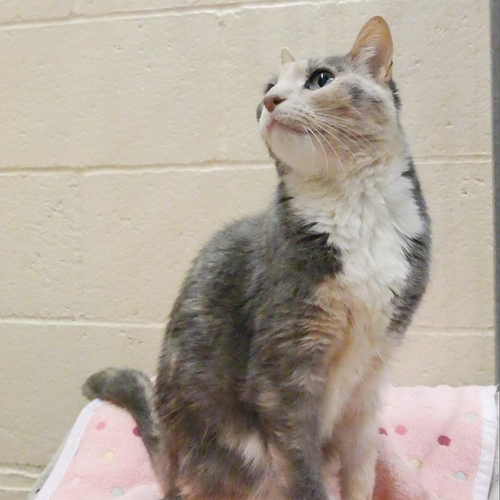 Paisley, an adoptable Domestic Short Hair in Los Angeles, CA, 90016 | Photo Image 6