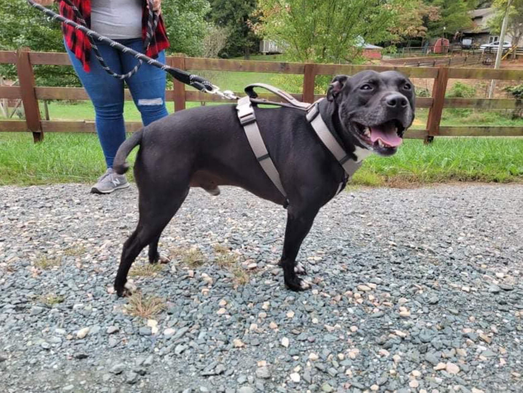 Kaine, an adoptable Pit Bull Terrier in Charlottesville, VA, 22906 | Photo Image 3