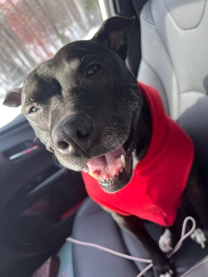 Kaine, an adoptable Pit Bull Terrier in Charlottesville, VA, 22906 | Photo Image 4