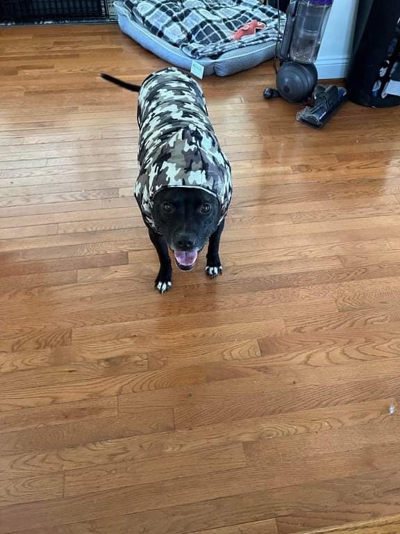 Kaine, an adoptable Pit Bull Terrier in Charlottesville, VA, 22906 | Photo Image 6