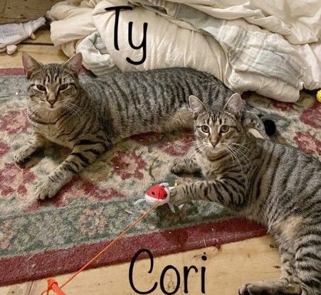 Coriander & Thyme (bonded male and female pair), an adoptable Domestic Short Hair & Tabby Mix in Germansville, PA_image-1