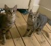 Coriander & Thyme (bonded male and female pair)