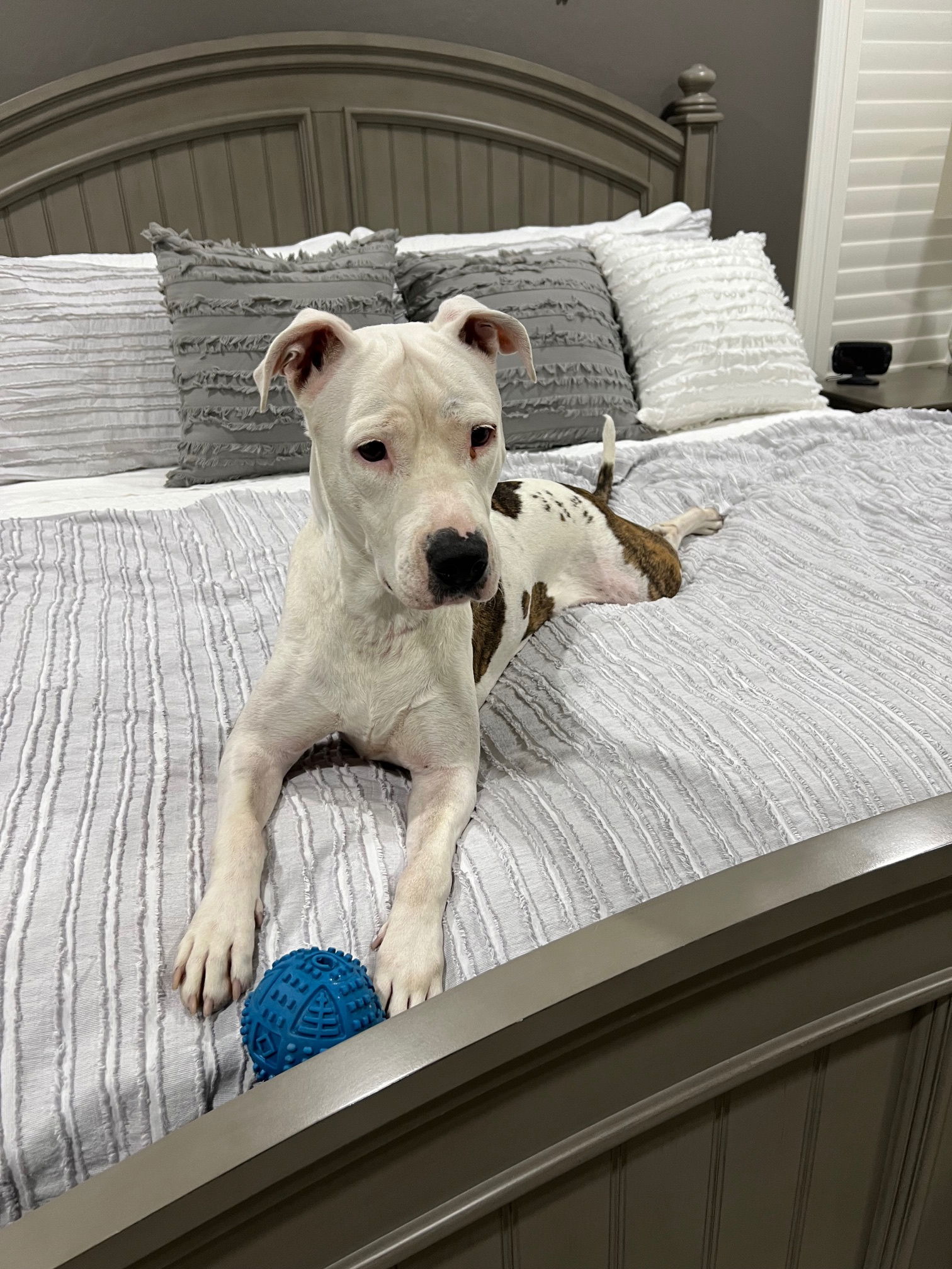 Paloma (Courtesy post), an adoptable Pit Bull Terrier in Phoenix, AZ, 85017 | Photo Image 2