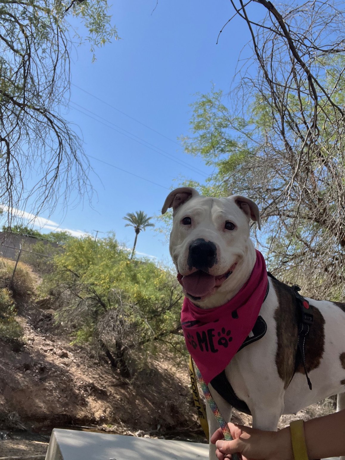Paloma (Courtesy post), an adoptable Pit Bull Terrier in Phoenix, AZ, 85017 | Photo Image 3