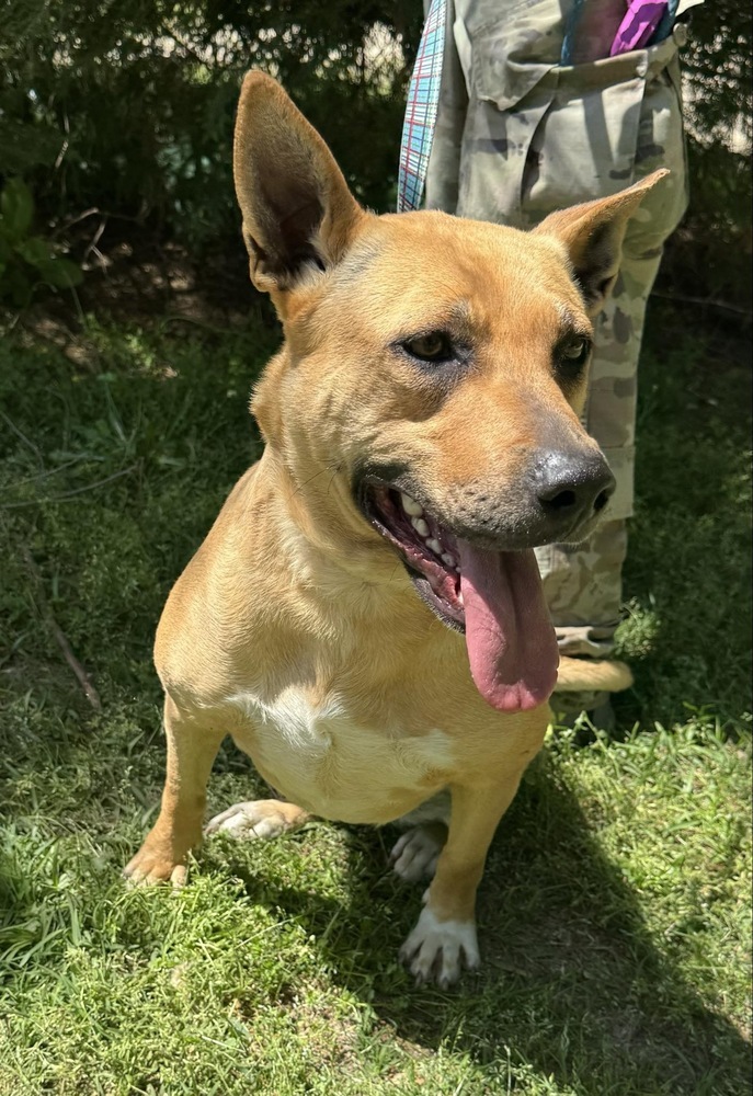 Whitney, an adoptable Feist in Troy, AL, 36081 | Photo Image 2