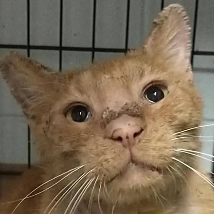 Redwood Warrior, an adoptable Domestic Short Hair in Ocala, FL, 34475 | Photo Image 2