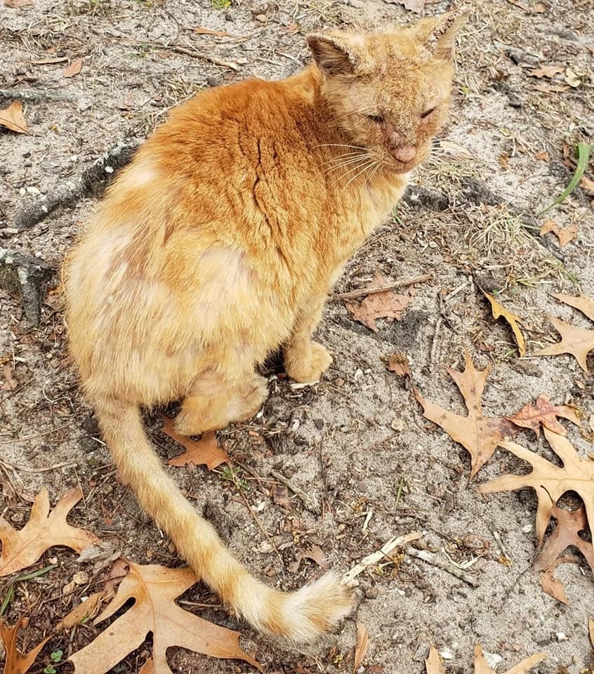 Redwood Warrior, an adoptable Domestic Short Hair in Ocala, FL, 34475 | Photo Image 5