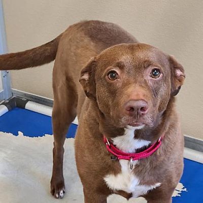Cara, an adoptable Terrier, Labrador Retriever in Stuarts Draft, VA, 24477 | Photo Image 3