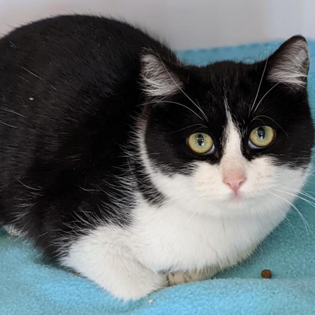 Zoe, an adoptable Domestic Short Hair in Kanab, UT, 84741 | Photo Image 1