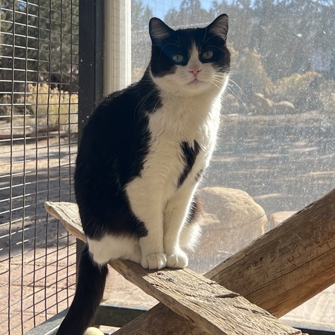 Zoe, an adoptable Domestic Short Hair in Kanab, UT, 84741 | Photo Image 1