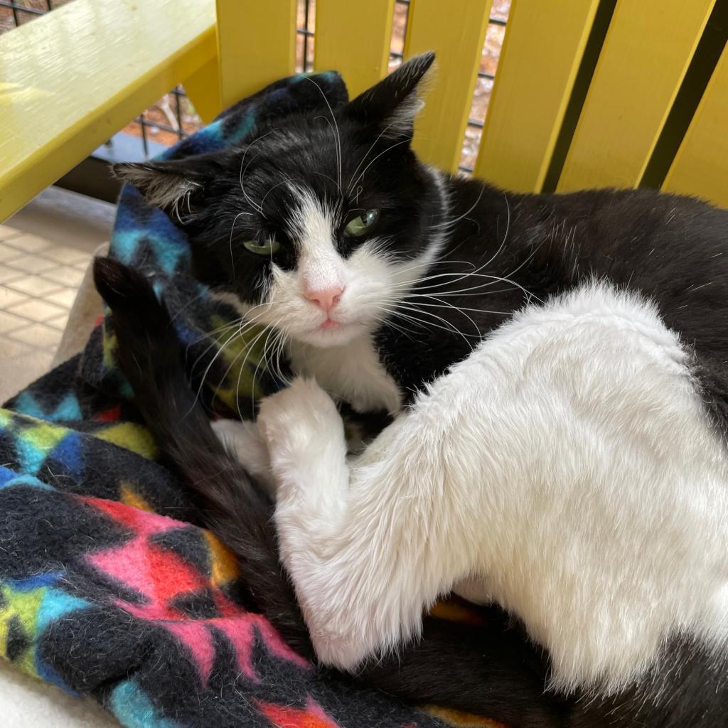 Zoe, an adoptable Domestic Short Hair in Kanab, UT, 84741 | Photo Image 3