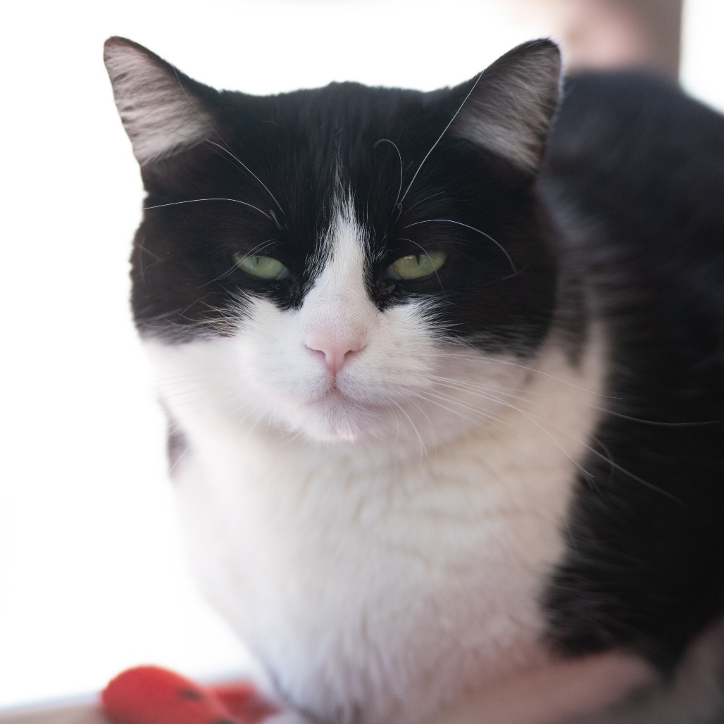 Zoe, an adoptable Domestic Short Hair in Kanab, UT, 84741 | Photo Image 6