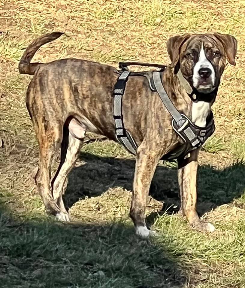 Dexter, an adoptable Pit Bull Terrier in Hendersonville, TN, 37077 | Photo Image 2