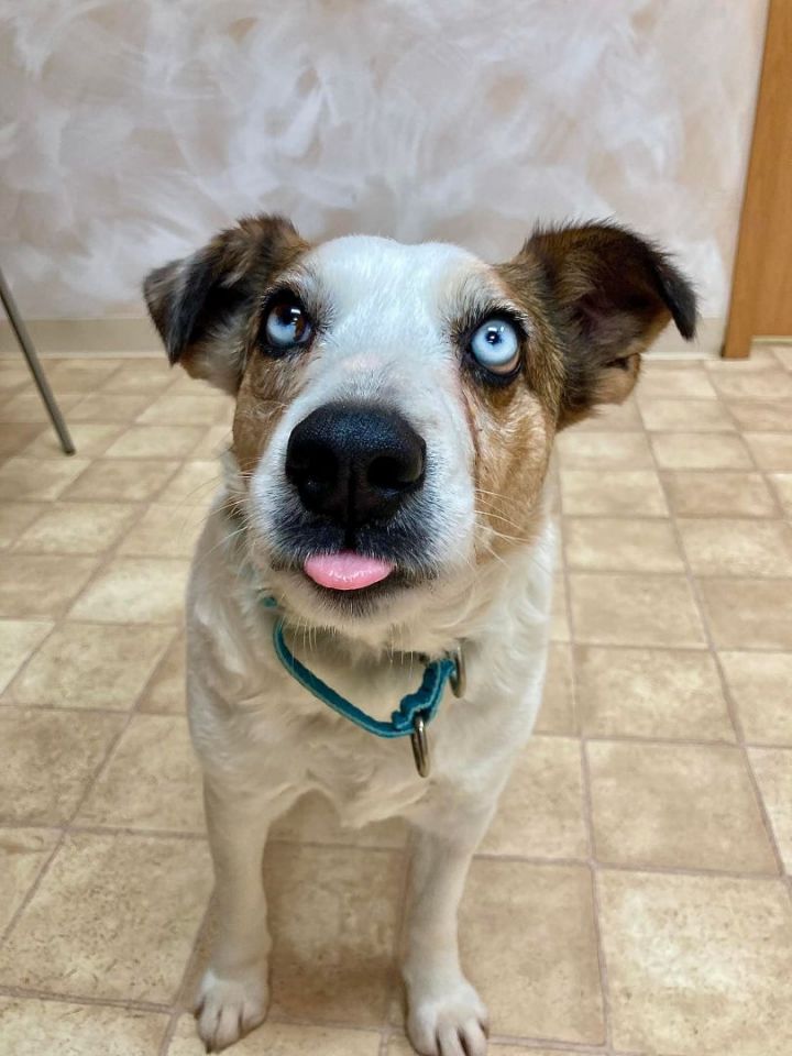 Ellie (Adoption Fee Sponsored!), an adopted Cattle Dog Mix in Neillsville, WI_image-2