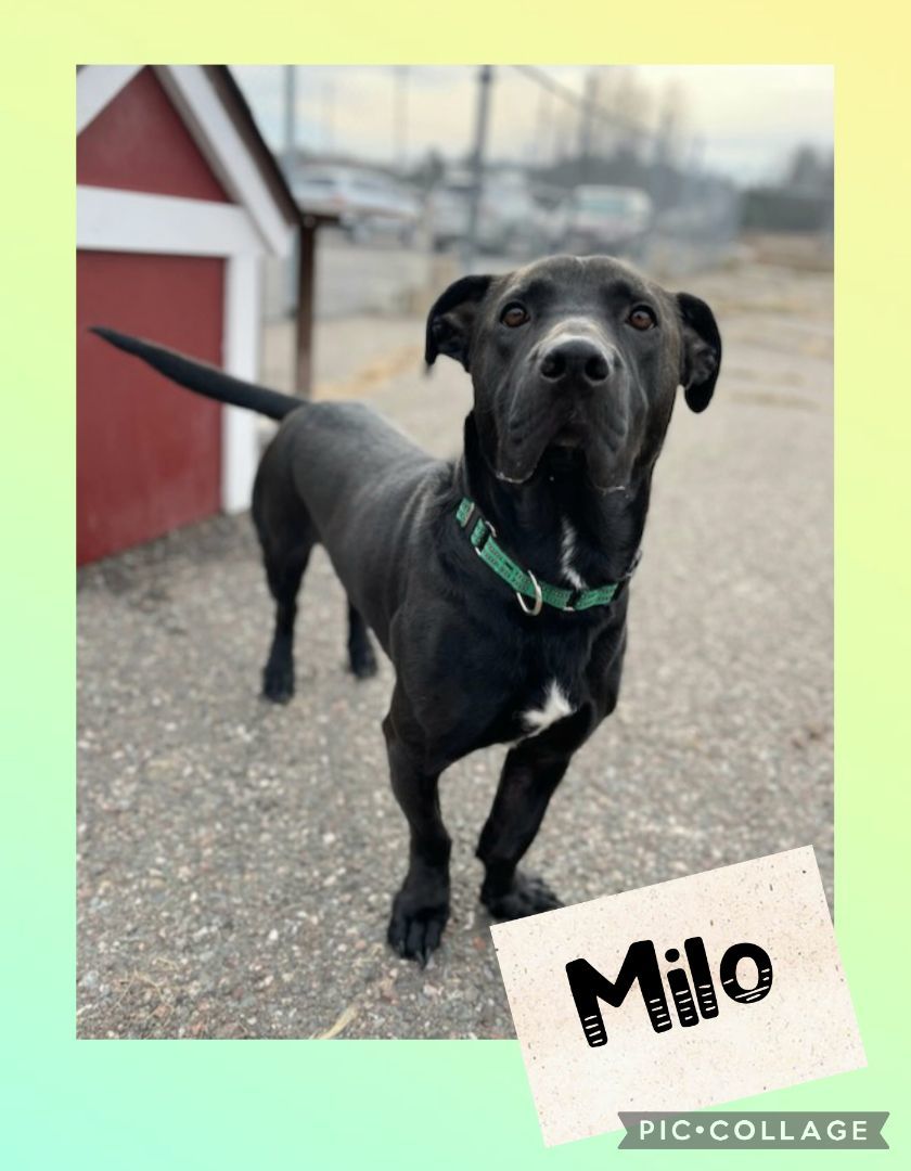 Milo, an adoptable Basset Hound, Staffordshire Bull Terrier in Iron River, MI, 49935 | Photo Image 1