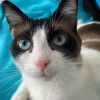 Zac (Special Needs) **Reduced adoption fee!**