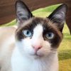 Zac (Special Needs) **Reduced adoption fee!**