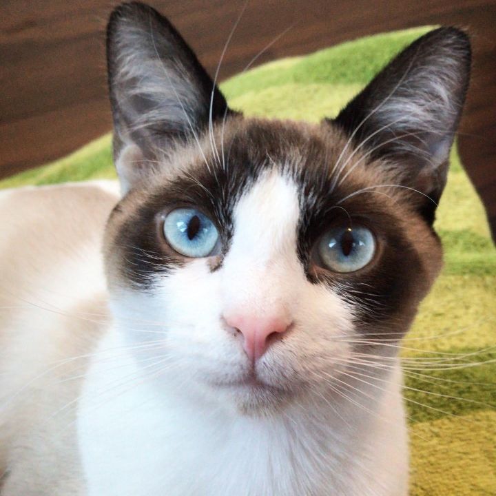 Zac (Special Needs), an adoptable Snowshoe Mix in Minneapolis, MN_image-3
