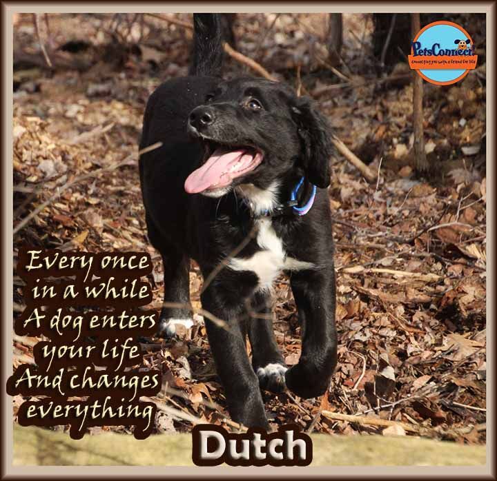 Dutch