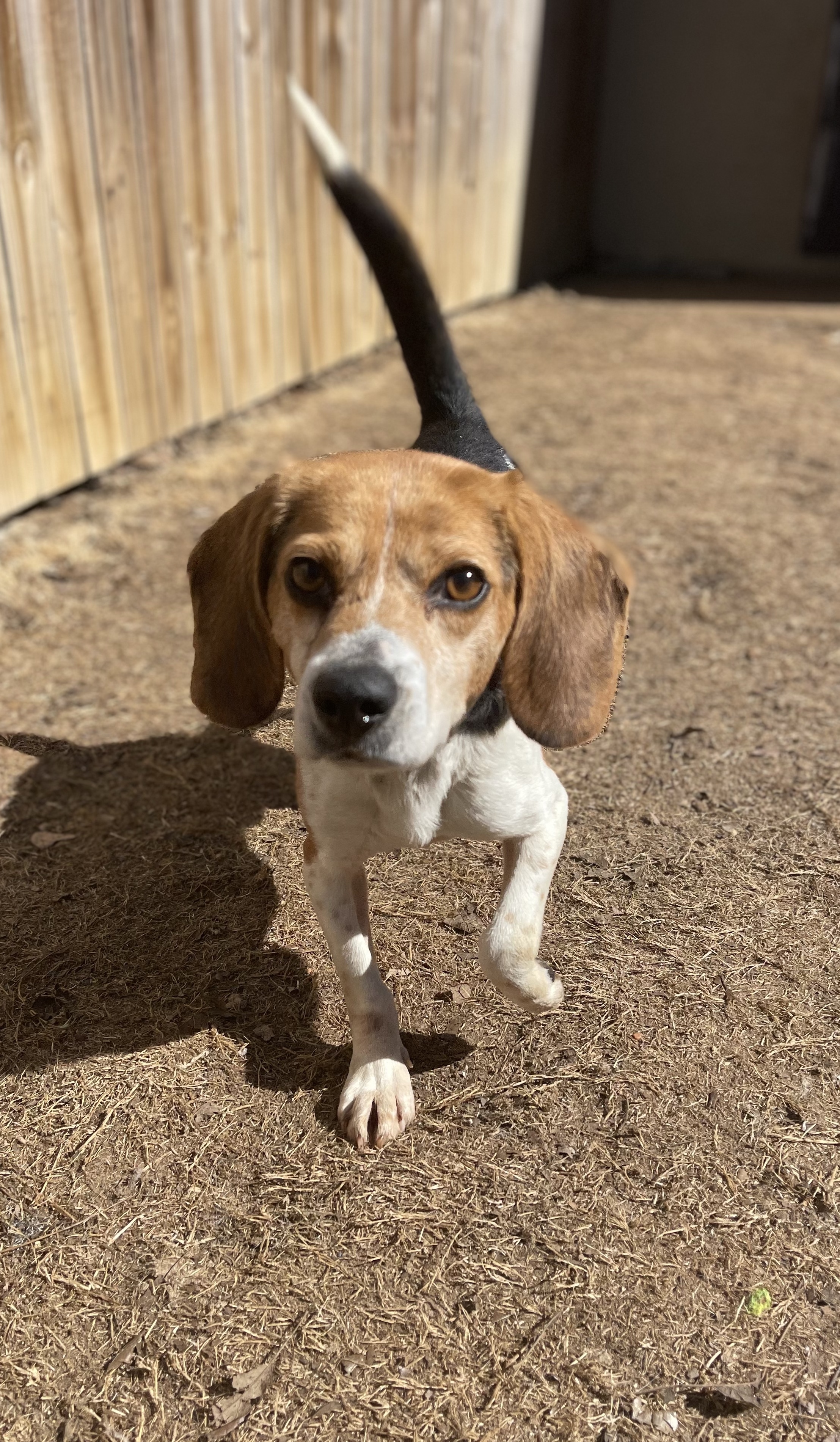 TOWNERâ€”PUREBRED BEAGLE BOY, SWEET TEMPERAMENT