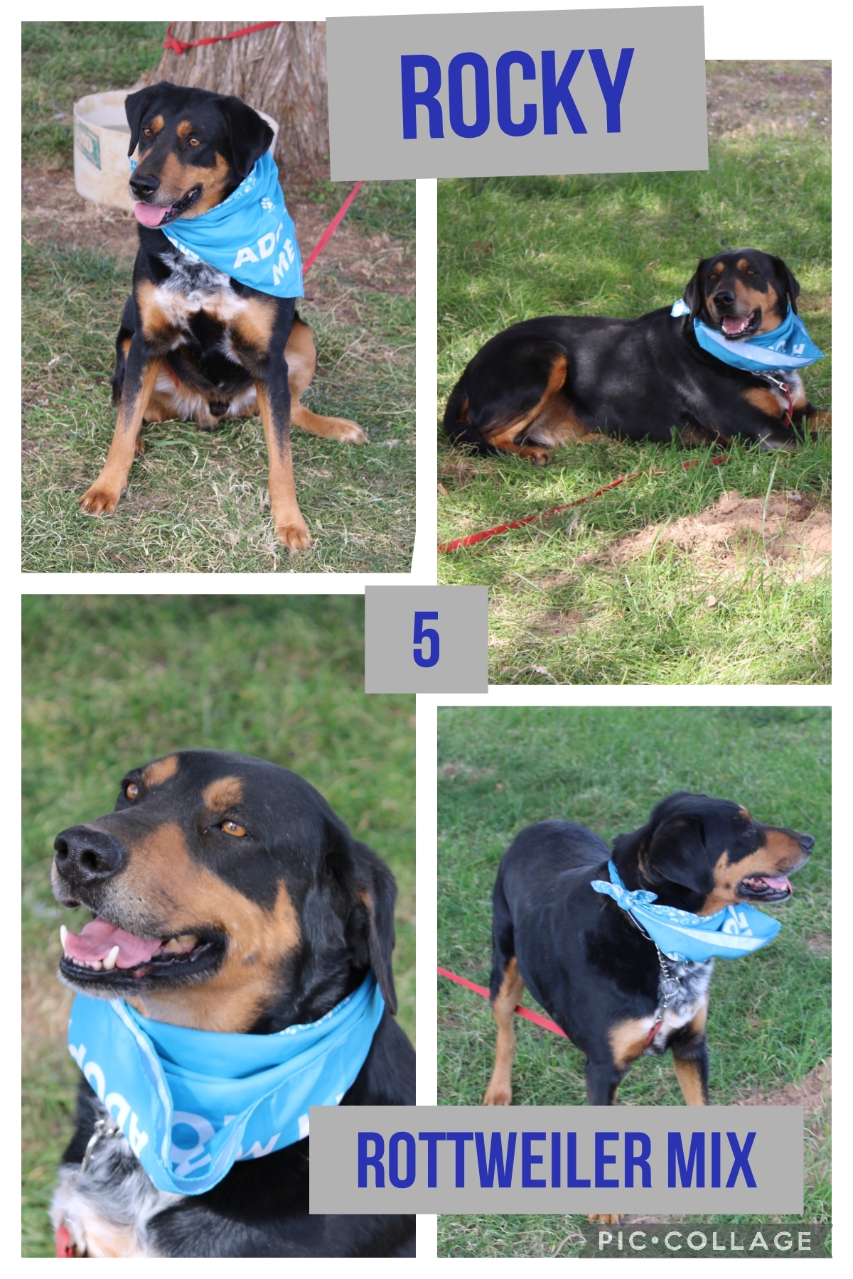 Dog for adoption Rocky, a Rottweiler Mix in Ashdown, AR Petfinder