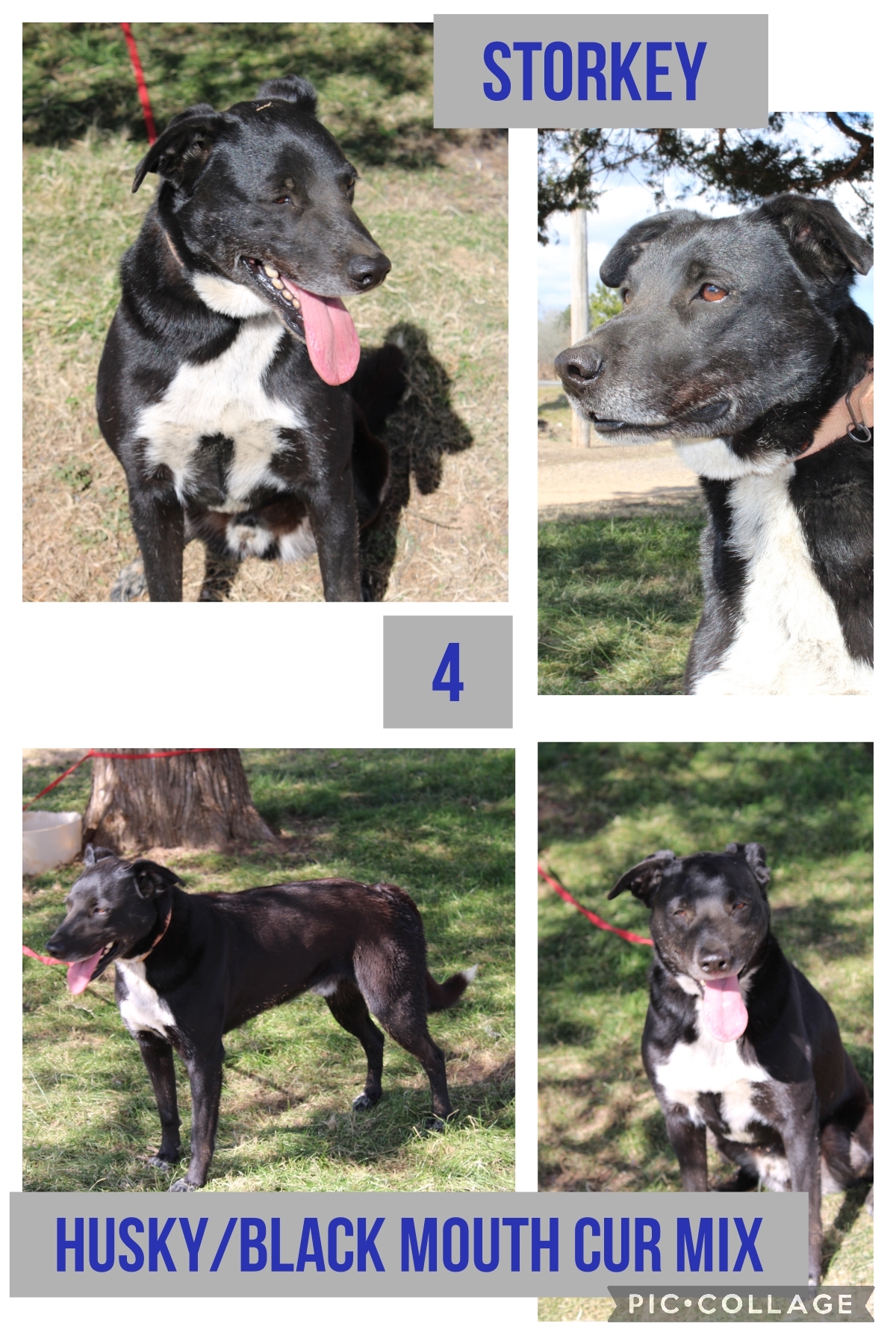 Storkey, an adoptable Husky, Black Mouth Cur in Ashdown, AR, 71822 | Photo Image 1