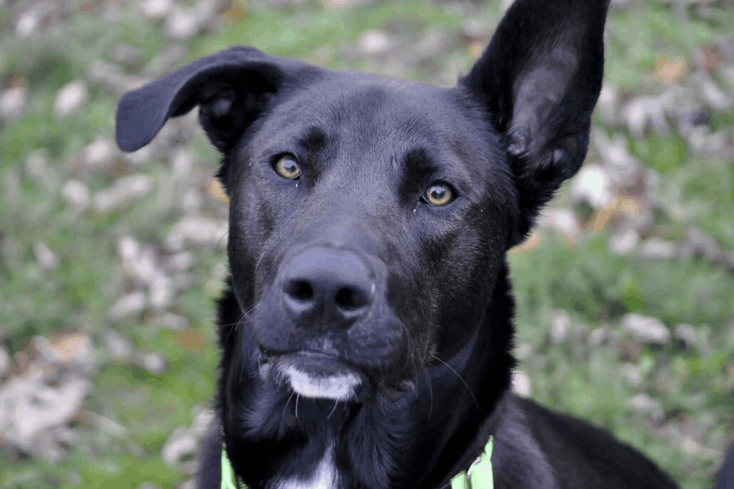 Milo, an adoptable Labrador Retriever in Lake Oswego, OR, 97035 | Photo Image 1