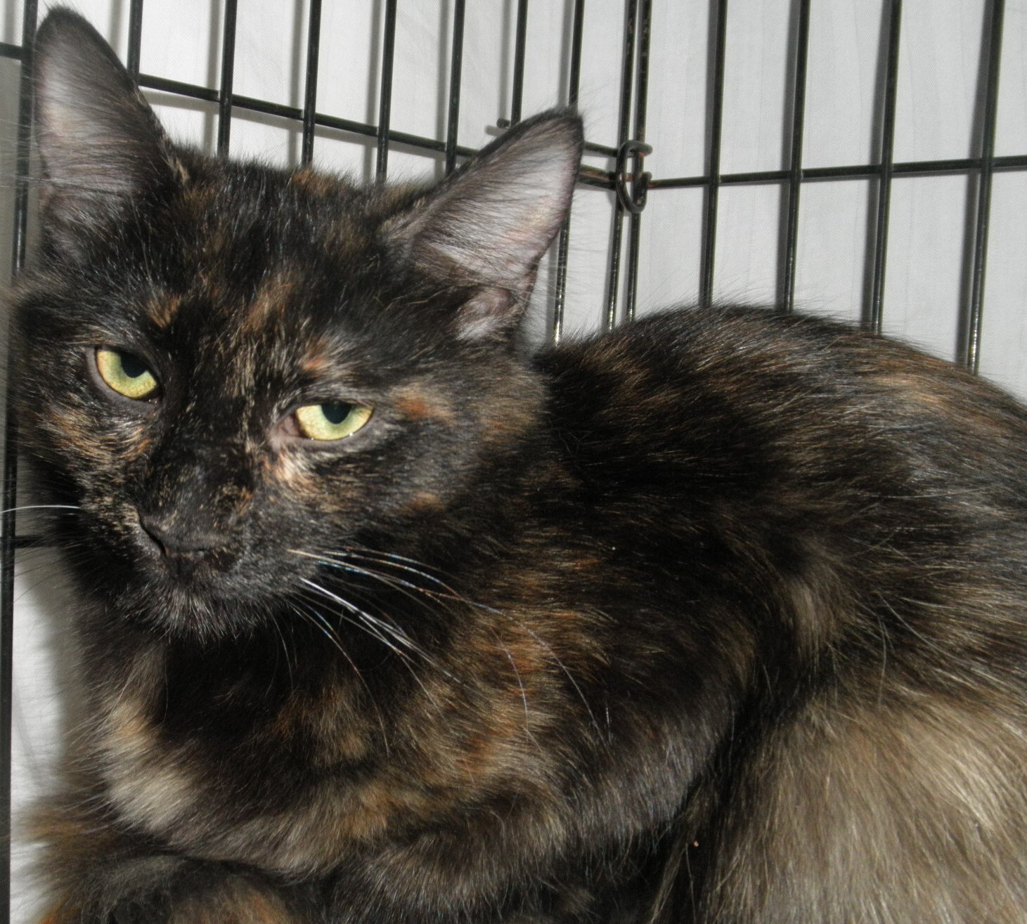 Zsazsa22, an adoptable Domestic Long Hair in Milwaukee, WI, 53207 | Photo Image 10