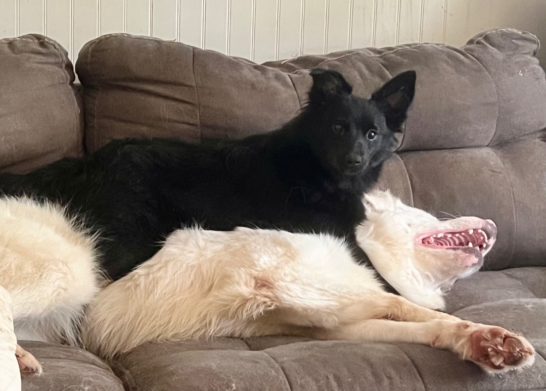  Carolina  and Nebraska , an adoptable Australian Shepherd, Border Collie in Asheville , NC, 28806 | Photo Image 2