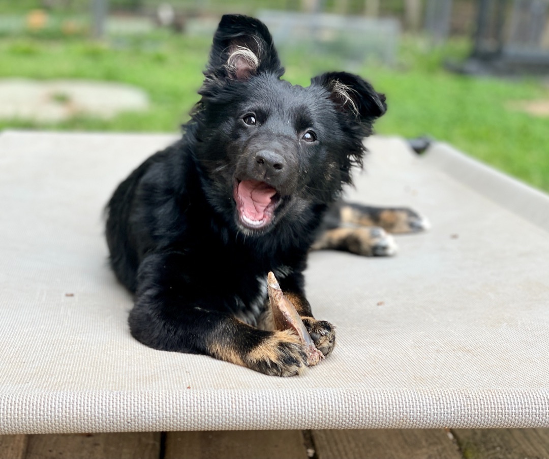  Carolina  and Nebraska , an adoptable Australian Shepherd, Border Collie in Asheville , NC, 28806 | Photo Image 3