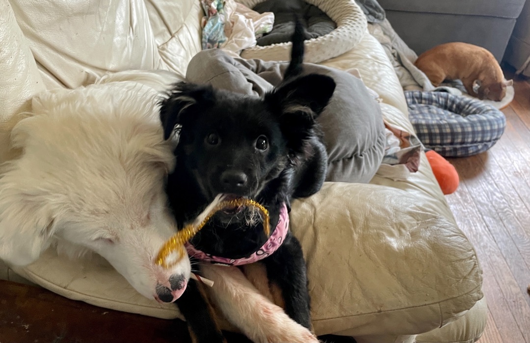  Carolina  and Nebraska , an adoptable Australian Shepherd, Border Collie in Asheville , NC, 28806 | Photo Image 4